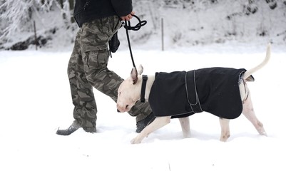 Bull terrier