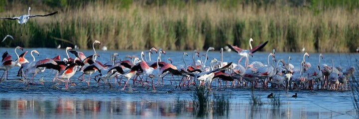 Fenicotteri rosa in gruppo