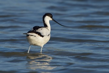 Obraz premium Avocetta