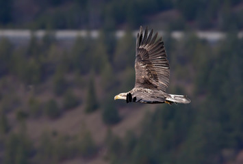 Eagle flies low.