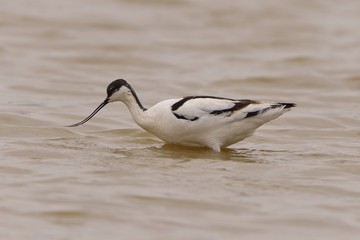 Avocetta