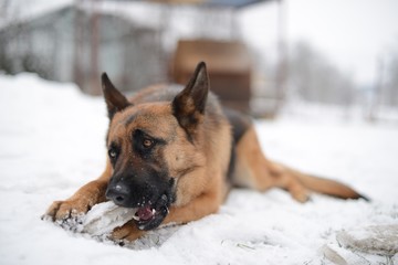 berger allemand