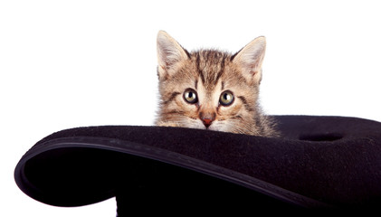 The kitten  in a hat