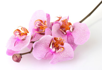 Fototapeta na wymiar piękna różowa orchidea, odizolowane na białym