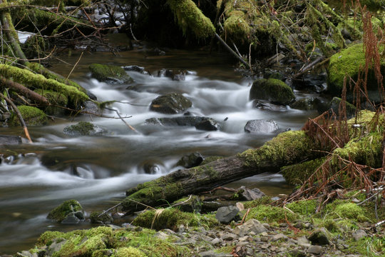 Stream with Mossy Rocks and Logs