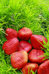 Strawberry and green grass
