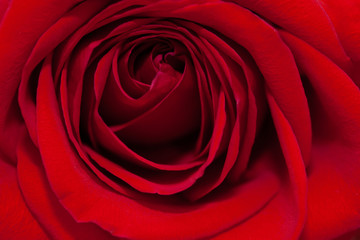 Fototapeta na wymiar Red rose