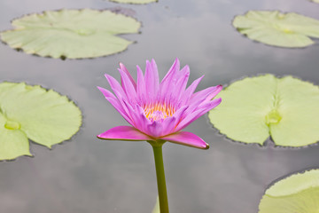 pink lotus