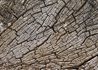 Obraz premium Tekstura Kikuta Driftwood