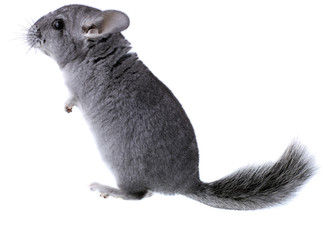 Gray ebonite chinchilla on white background.