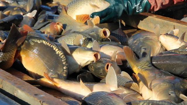 Freshwater fish in a fishery