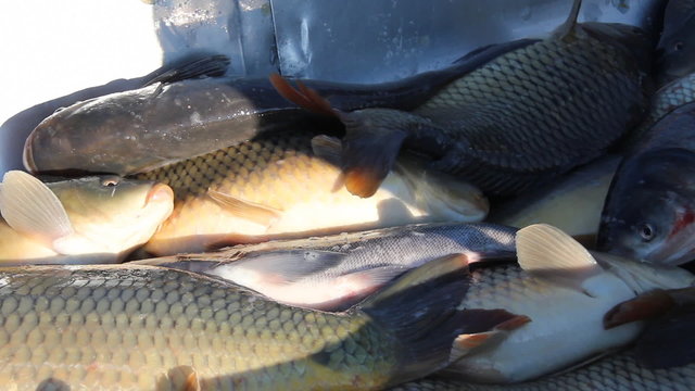 Freshwater fish in a fishery