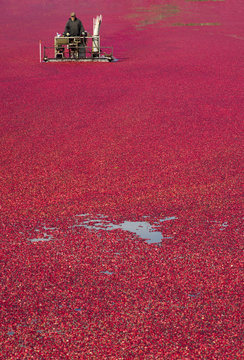 Farmer Working Cranberry Bog At Produce Harvest Time