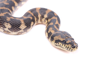 snake isolated over white background