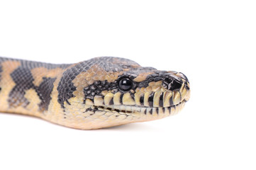 snake isolated over white background