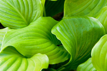 Obraz premium Background from the large leaves
