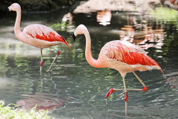 Pink flamingos