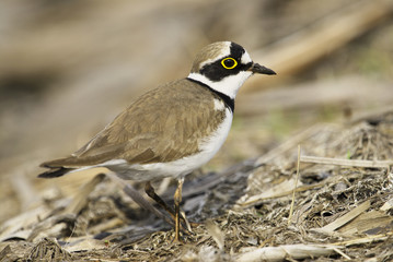 little ringed plover