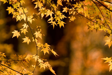 秋と紅葉