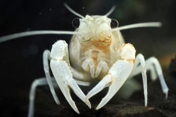 A White Crayfish