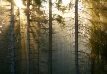  Bos met mist en zonlicht © silver-john