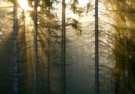 Fototapeta Forest with fog and sunlight