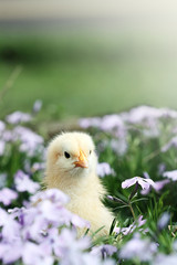 Curious Little Chick
