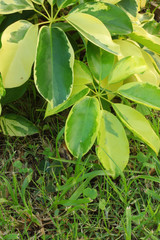 Obraz premium Green tree