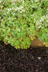 Green tree leaves with a purplish brown