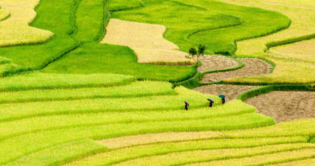 Three women visit their rice fields in Mu Cang Chai, Yen Bai, Vi