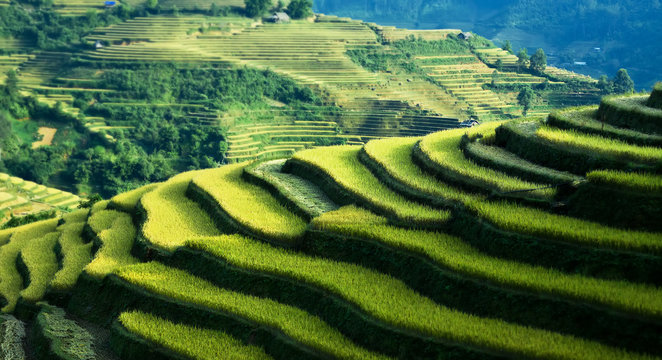 Rice filed of terraces , Yen bai, viet nam