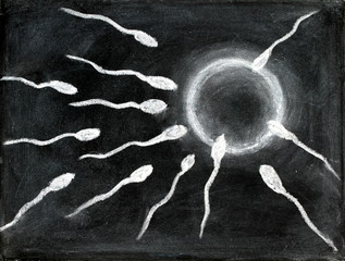 Fertilization of sperm and egg drawing with chalk on blackboard