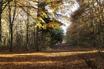 Friston Forest in Autumn