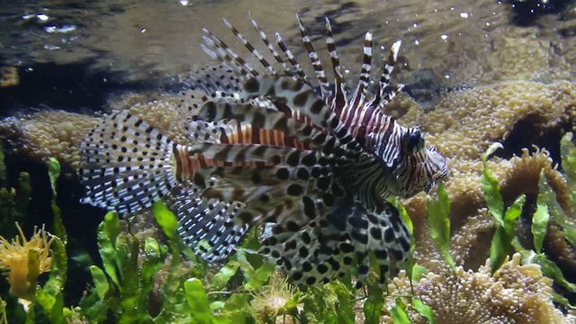 aquarium