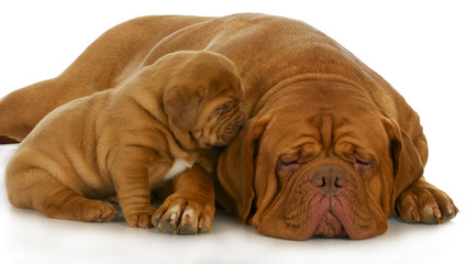 Obraz premium mother and puppy