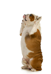 dog begging