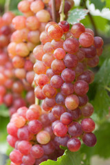 ブドウ畑　甲斐乙女