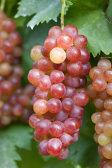 ブドウ畑　甲斐乙女