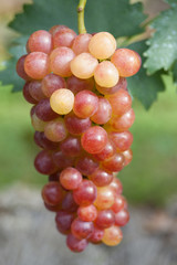 ブドウ畑　甲斐乙女