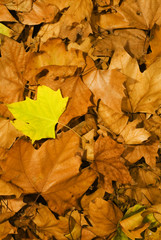 Leaves