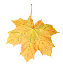 Maple leaf
