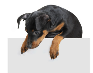 Obraz premium Dog hold empty pape