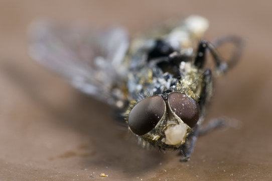 swatted fly