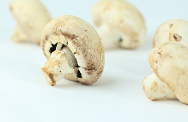 Champignon mushroom isolated on