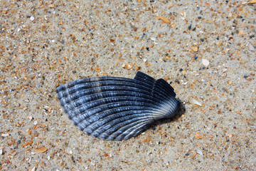 shell on beach