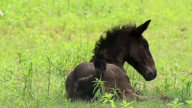 Young horse foal