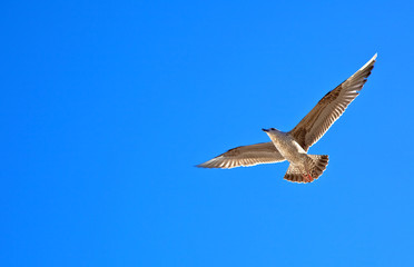 Obraz premium Single sea gull flying against background of sky