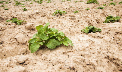 potatoes plants