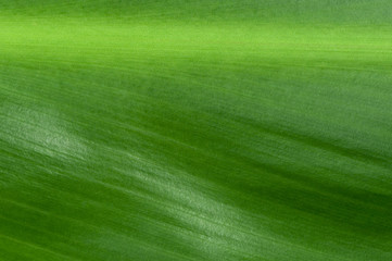 Natural background of green leaf