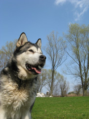 Nordic draft dog Alaskan Malamute